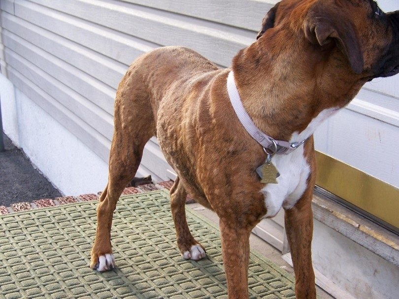 how-to-cure-dog-skin-infections-and-allergies-using-simple-home