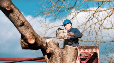 Tree Service