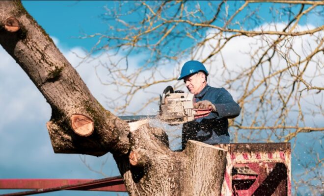 Tree Service